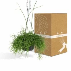 Rhipsalis Baccifera - H30cm, ø12cm - Plante D'intérieur Tombante -Flora Soldes e978edd2f51248df