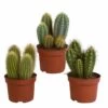 Cactus, Box De 3 Plantes - H15cm, ø10,5cm - Plantes D'intérieur -Flora Soldes ea5409007f7371b7