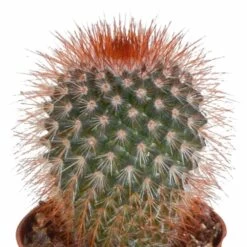 Cactus, Box De 5 Plantes - H8cm, ø5,5cm - Plantes D'intérieur -Flora Soldes eabf162e297f7ccf