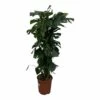 Monstera Deliciosa Xxl - H150cm, ø24cm - Très Grande Plante D'intérieur -Flora Soldes eb49c72f94e81317