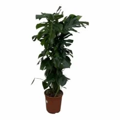 Monstera Deliciosa Xxl - H150cm, ø24cm - Très Grande Plante D'intérieur