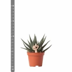 Haworthia - H11cm, ø6cm - Plante D'intérieur -Flora Soldes eb6d65895f5d6334