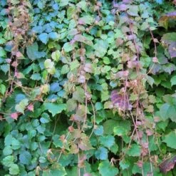 Vigne Vierge 'veitchii' - Parthenocissus Tricuspidata Robusta 1.5l -Flora Soldes edfff861a8eca49e