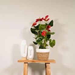 Anthurium Rouge - H55cm, ø17cm - Plante D'intérieur -Flora Soldes f0ed9f1ffeffa431