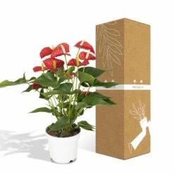 Anthurium Rouge - H55cm, ø17cm - Plante D'intérieur -Flora Soldes f142fbabc9731d72