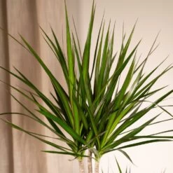 Dracaena Marginata - H100cm, ø19cm - Très Grande Plante D'intérieur -Flora Soldes f23e880432de9a1d