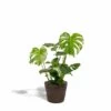 Delicious Monstera Et Son Panier Noir - H80cm, ø21cm - Plante D'intérieur -Flora Soldes f2ee734857389449