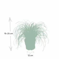 Herbe à Chat - H20cm, ø12cm - Plante D'intérieur -Flora Soldes f3d68845697a0a0e