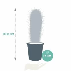 Pachycereus Pringlei - H40cm, ø17cm - Plante D'intérieur 7 Pachycereus Pringlei - H40cm, ø17cm - Plante D'intérieur -Flora Soldes f483da7566864e26