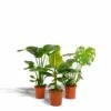 Monstera Deliciosa, Bananier Musa, Strelitzia Nicolai - Grandes Plantes D'intérieur -Flora Soldes f4cb8fd271aa8fae