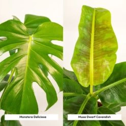 Monstera Deliciosa, Bananier Musa Et Leurs Paniers Noirs, Duo De Plantes - Grandes Plantes D'intérieur 9 Monstera Deliciosa, Bananier Musa Et Leurs Paniers Noirs, Duo De Plantes - Grandes Plantes D'intérieur -Flora Soldes f5aec7c58eb1f2d0