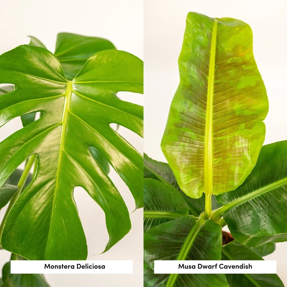 Monstera Deliciosa, Bananier Musa Et Leurs Paniers Noirs, Duo De Plantes - Grandes Plantes D'intérieur 5 Monstera Deliciosa, Bananier Musa Et Leurs Paniers Noirs, Duo De Plantes - Grandes Plantes D'intérieur - Image 3