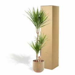 Dracaena Et Son Cache-pot - H120cm, ø21cm - Très Grande Plante D'intérieur -Flora Soldes f6d4a226b56d89b2