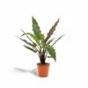 Alocasia Lauterbachiana - H80cm, ø19cm - Grande Plante D'intérieur -Flora Soldes f6e004fafb870786