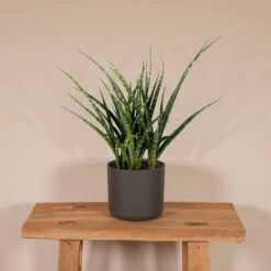 Sansevieria Fernwood Punk - H30cm, ø12cm - Plante D'intérieur Sans Entretien -Flora Soldes f98185fbae804a96