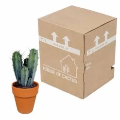 Myrtillocactus Et Son Cache-pot En Terracotta - H40cm, ø17cm - Plante D'intérieur -Flora Soldes f9dc4db908057f89
