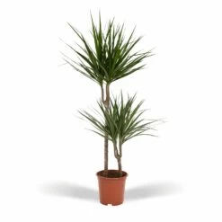 Dracaena Marginata - H100cm, ø19cm - Très Grande Plante D'intérieur