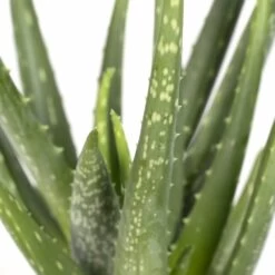 Aloe Vera - H30cm, ø12cm - Plante D'intérieur Succulente 9 Aloe Vera - H30cm, ø12cm - Plante D'intérieur Succulente -Flora Soldes fa69020b35583d86