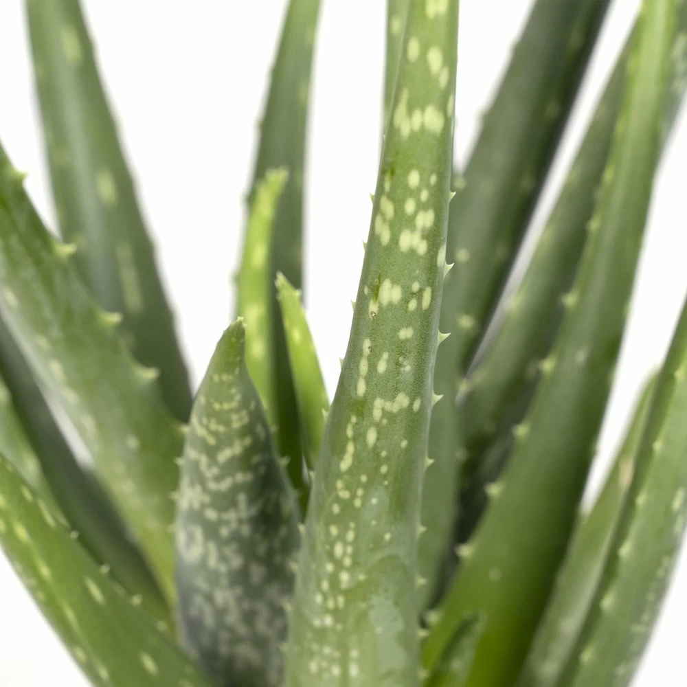 Aloe Vera - H30cm, ø12cm - Plante D'intérieur Succulente 5 Aloe Vera - H30cm, ø12cm - Plante D'intérieur Succulente - Image 3