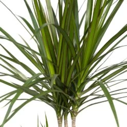 Dracaena Marginata - H70cm, ø17cm - Grande Plante D'intérieur -Flora Soldes ff91d63cf255b5d5